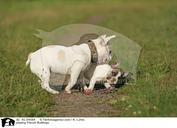playing French Bulldogs / KL-04584