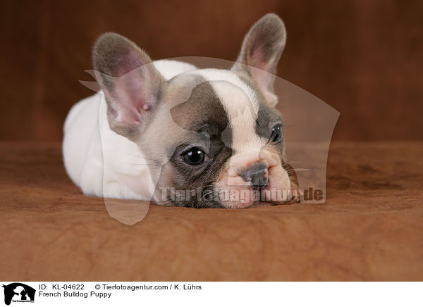 Franzsische Bulldogge Welpe / French Bulldog Puppy / KL-04622