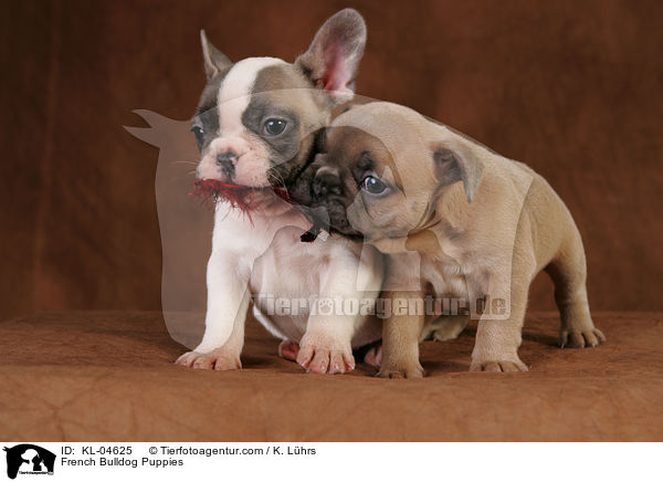 Franzsische Bulldogge Welpen / French Bulldog Puppies / KL-04625