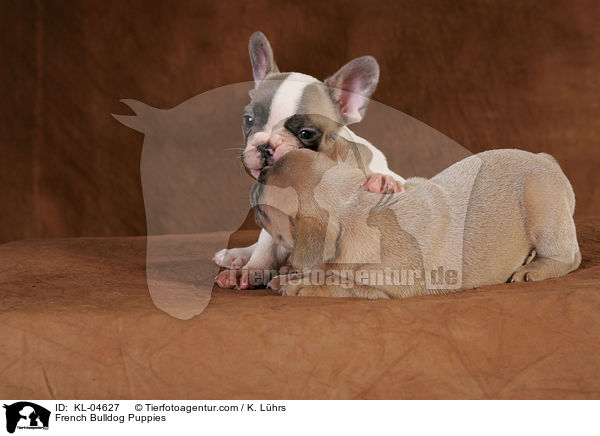 French Bulldog Puppies / KL-04627