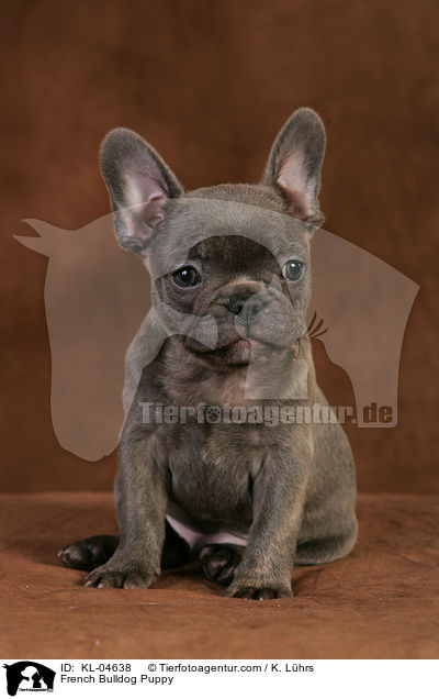 Franzsische Bulldogge Welpe / French Bulldog Puppy / KL-04638