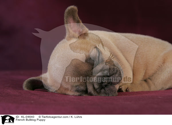 Franzsische Bulldogge Welpe / French Bulldog Puppy / KL-04640