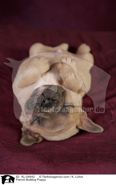 Franzsische Bulldogge Welpe / French Bulldog Puppy / KL-04642