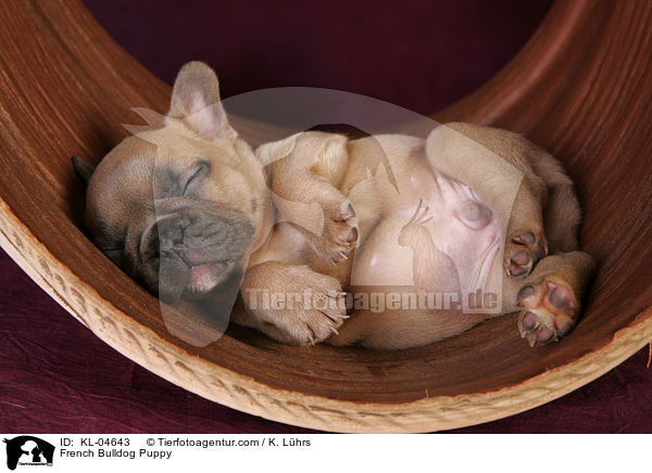 French Bulldog Puppy / KL-04643