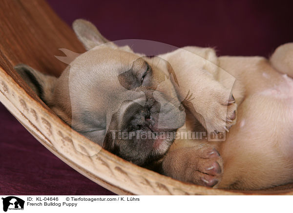Franzsische Bulldogge Welpe / French Bulldog Puppy / KL-04646