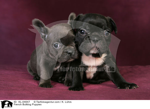 Franzsische Bulldogge Welpen / French Bulldog Puppies / KL-04647
