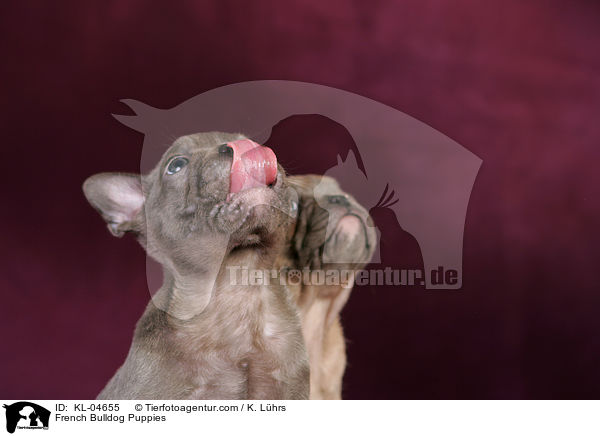 Franzsische Bulldogge Welpen / French Bulldog Puppies / KL-04655