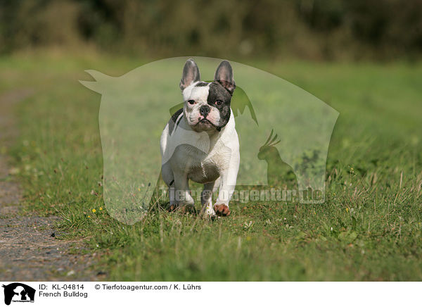 Franzsische Bulldogge / French Bulldog / KL-04814