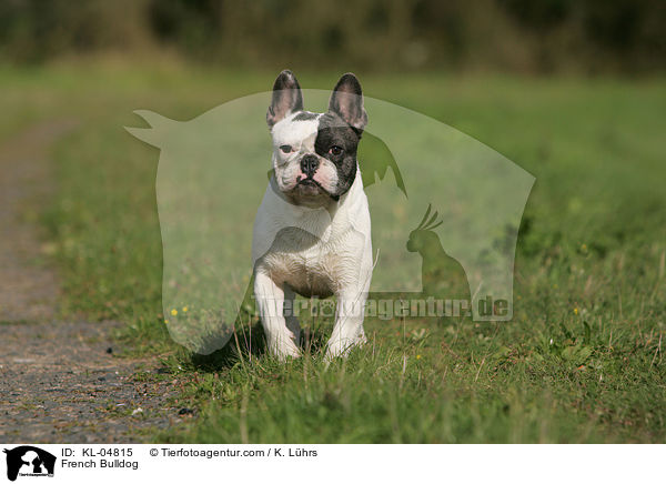 Franzsische Bulldogge / French Bulldog / KL-04815