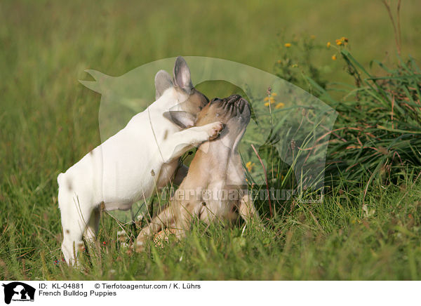 French Bulldog Puppies / KL-04881
