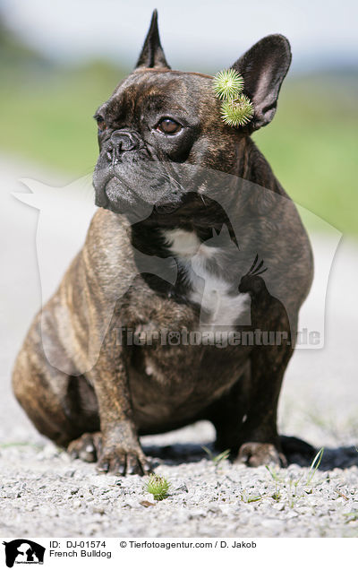 Franzsische Bulldogge / French Bulldog / DJ-01574