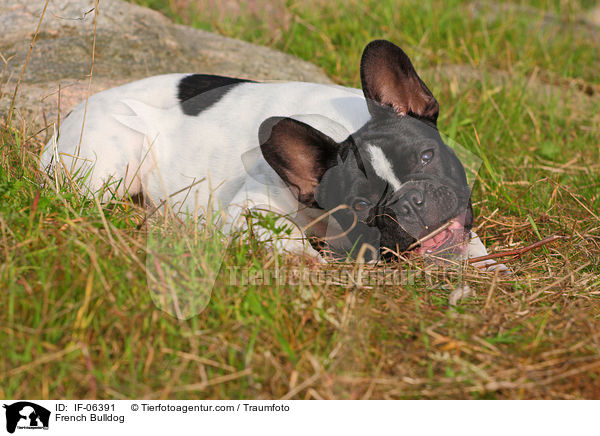 Franzsische Bulldogge / French Bulldog / IF-06391
