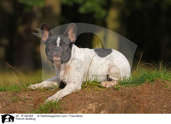 Franzsische Bulldogge / French Bulldog / IF-06399