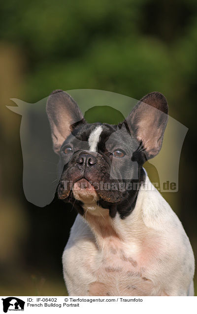 Franzsische Bulldogge Portrait / French Bulldog Portrait / IF-06402