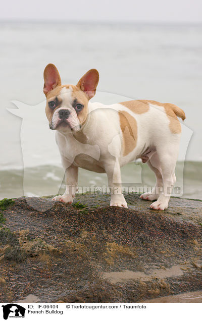 Franzsische Bulldogge / French Bulldog / IF-06404
