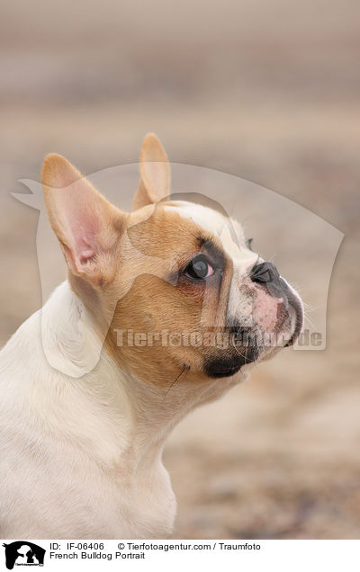 Franzsische Bulldogge Portrait / French Bulldog Portrait / IF-06406