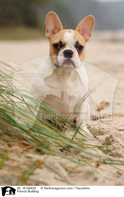Franzsische Bulldogge / French Bulldog / IF-06409
