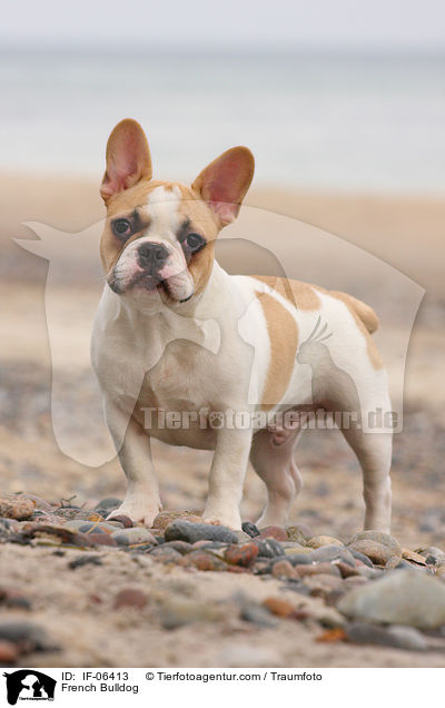 Franzsische Bulldogge / French Bulldog / IF-06413