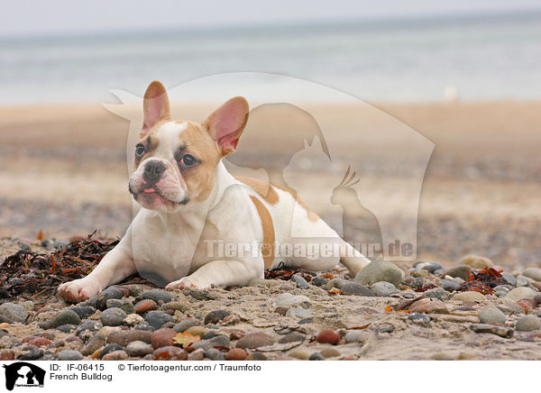 Franzsische Bulldogge / French Bulldog / IF-06415