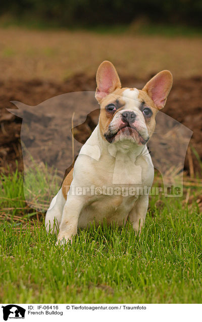 Franzsische Bulldogge / French Bulldog / IF-06416