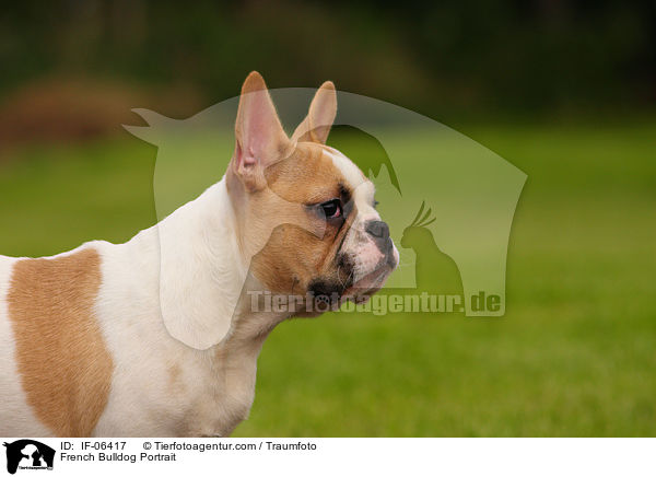 Franzsische Bulldogge Portrait / French Bulldog Portrait / IF-06417
