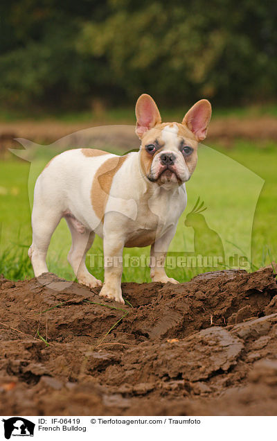 Franzsische Bulldogge / French Bulldog / IF-06419