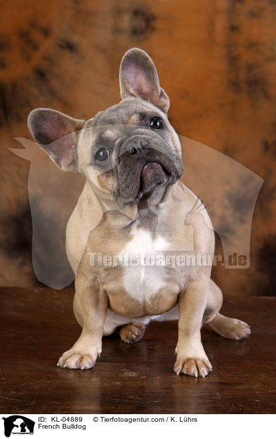 Franzsische Bulldogge / French Bulldog / KL-04889