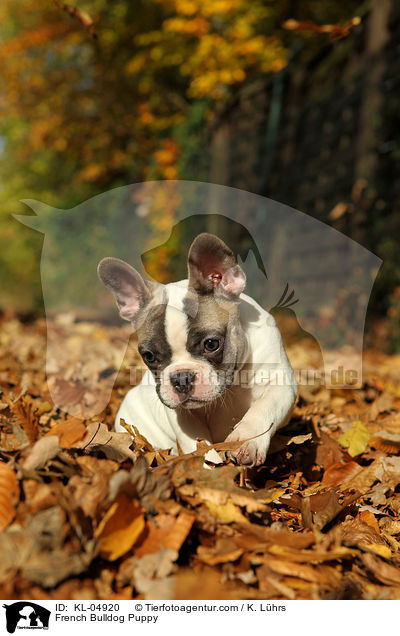 Franzsische Bulldogge Welpe / French Bulldog Puppy / KL-04920