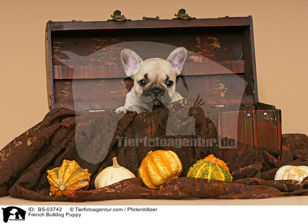 Franzsische Bulldogge Welpe / French Bulldog Puppy / BS-03742