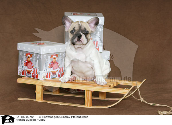 Franzsische Bulldogge Welpe / French Bulldog Puppy / BS-03761