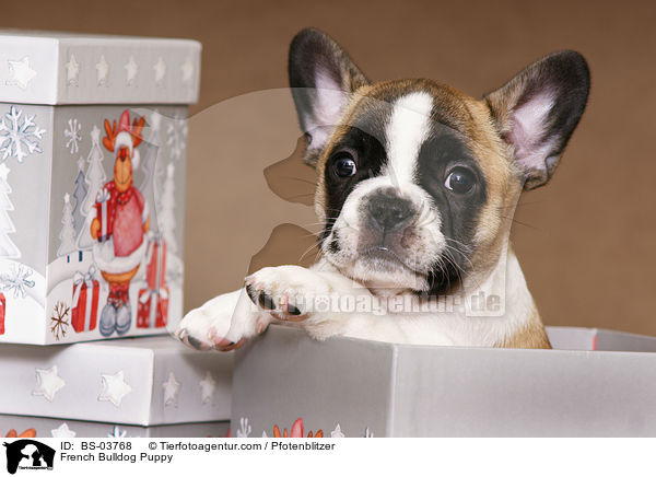 Franzsische Bulldogge Welpe / French Bulldog Puppy / BS-03768