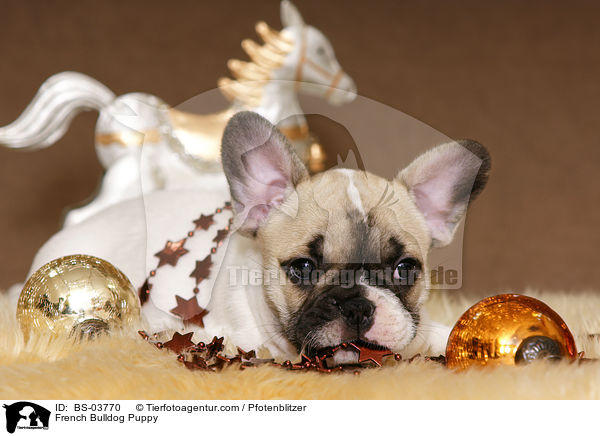 Franzsische Bulldogge Welpe / French Bulldog Puppy / BS-03770