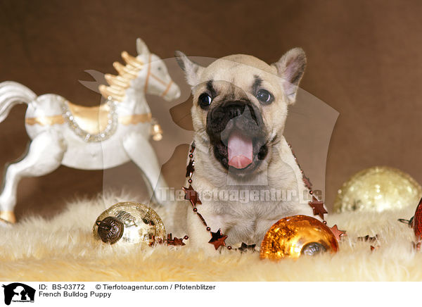Franzsische Bulldogge Welpe / French Bulldog Puppy / BS-03772
