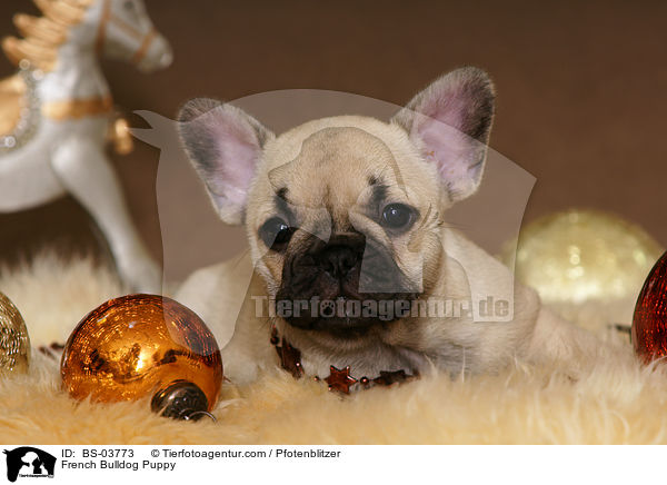 Franzsische Bulldogge Welpe / French Bulldog Puppy / BS-03773