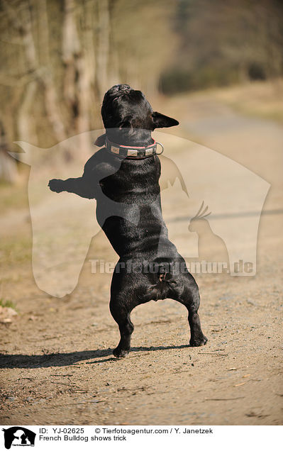Franzsische Bulldogge macht Mnnchen / French Bulldog shows trick / YJ-02625