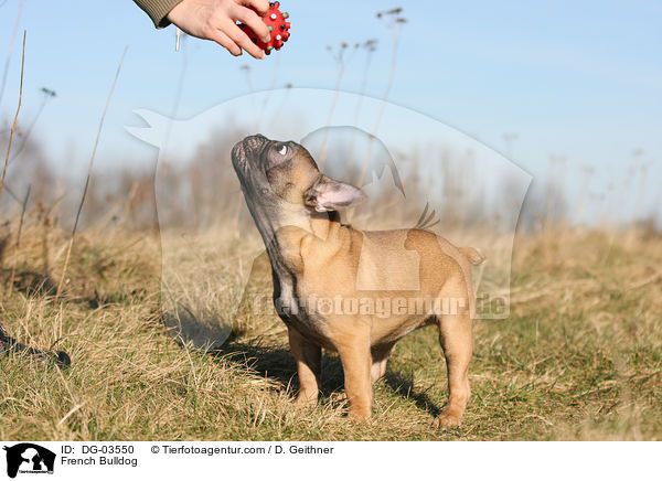 Franzsische Bulldogge / French Bulldog / DG-03550