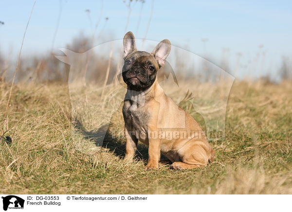 Franzsische Bulldogge / French Bulldog / DG-03553