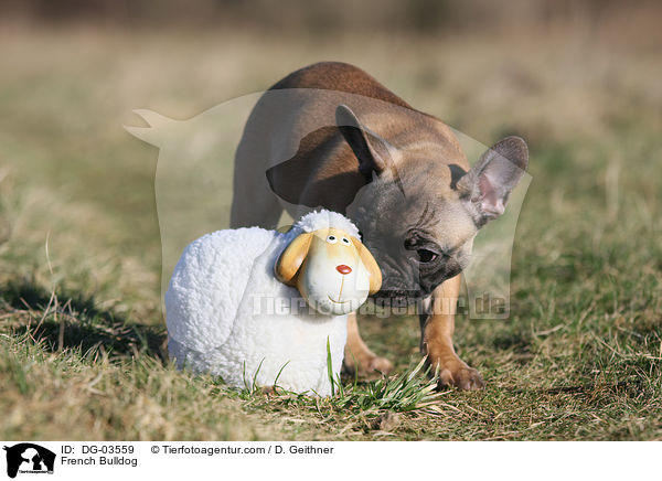 Franzsische Bulldogge / French Bulldog / DG-03559