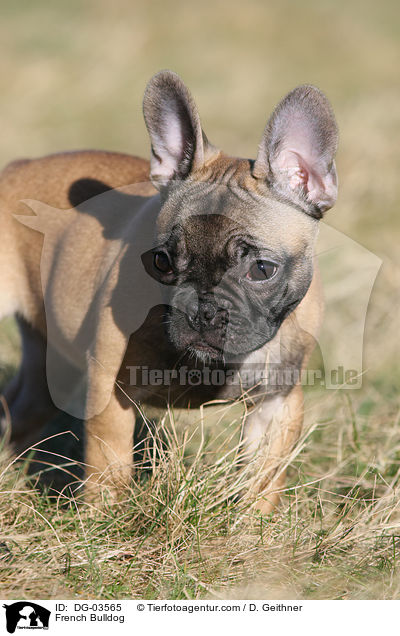 Franzsische Bulldogge / French Bulldog / DG-03565