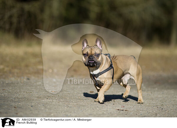 Franzsische Bulldogge / French Bulldog / AM-02939