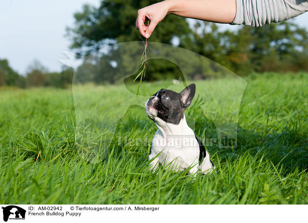Franzsische Bulldogge Welpe / French Bulldog Puppy / AM-02942