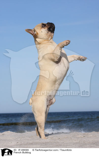 French Bulldog / IF-06699