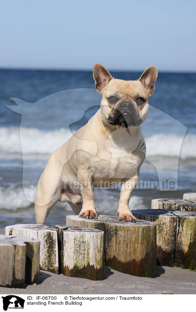 standing French Bulldog / IF-06700