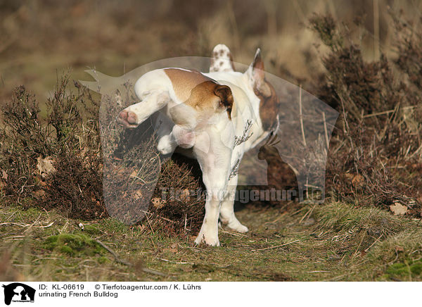 markierende Franzsische Bulldogge / urinating French Bulldog / KL-06619