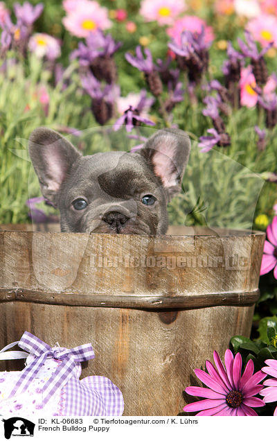 Franzsische Bulldogge Welpe / French Bulldog Puppy / KL-06683