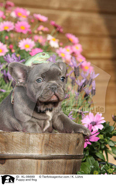 Welpe und Frosch / Puppy and frog / KL-06689