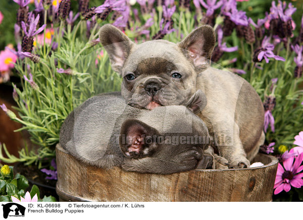 Franzsische Bulldogge Welpen / French Bulldog Puppies / KL-06698
