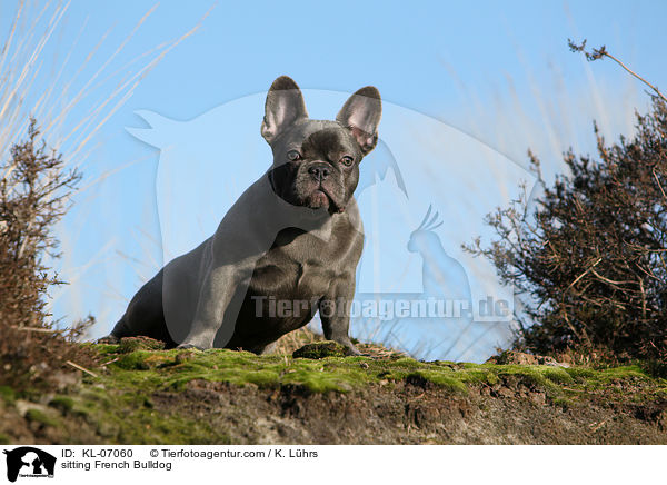 sitzende Franzsische Bulldogge / sitting French Bulldog / KL-07060