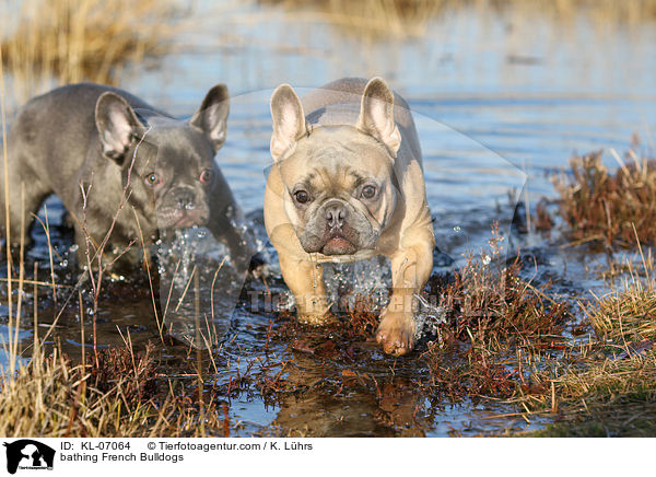 badende Franzsische Bulldoggen / bathing French Bulldogs / KL-07064