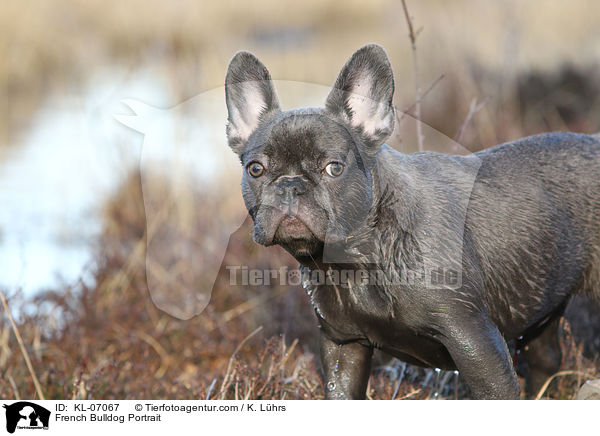 Franzsische Bulldogge Portrait / French Bulldog Portrait / KL-07067